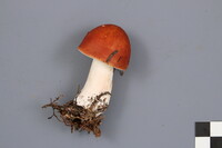 Russula paludosa image